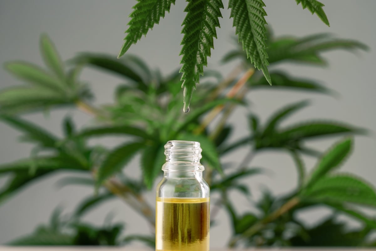 Is CBD Legal In Australia? Stay Out Of Trouble W/ This Buyers Guide