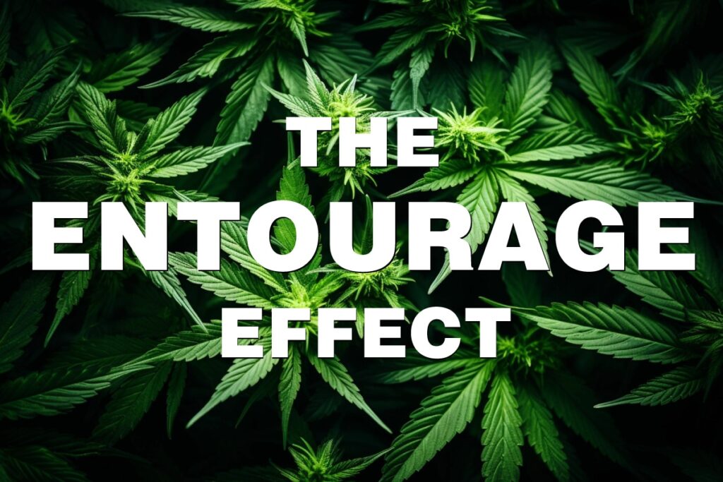 CBD Entourage Effect: The Magic Behind the Medicine