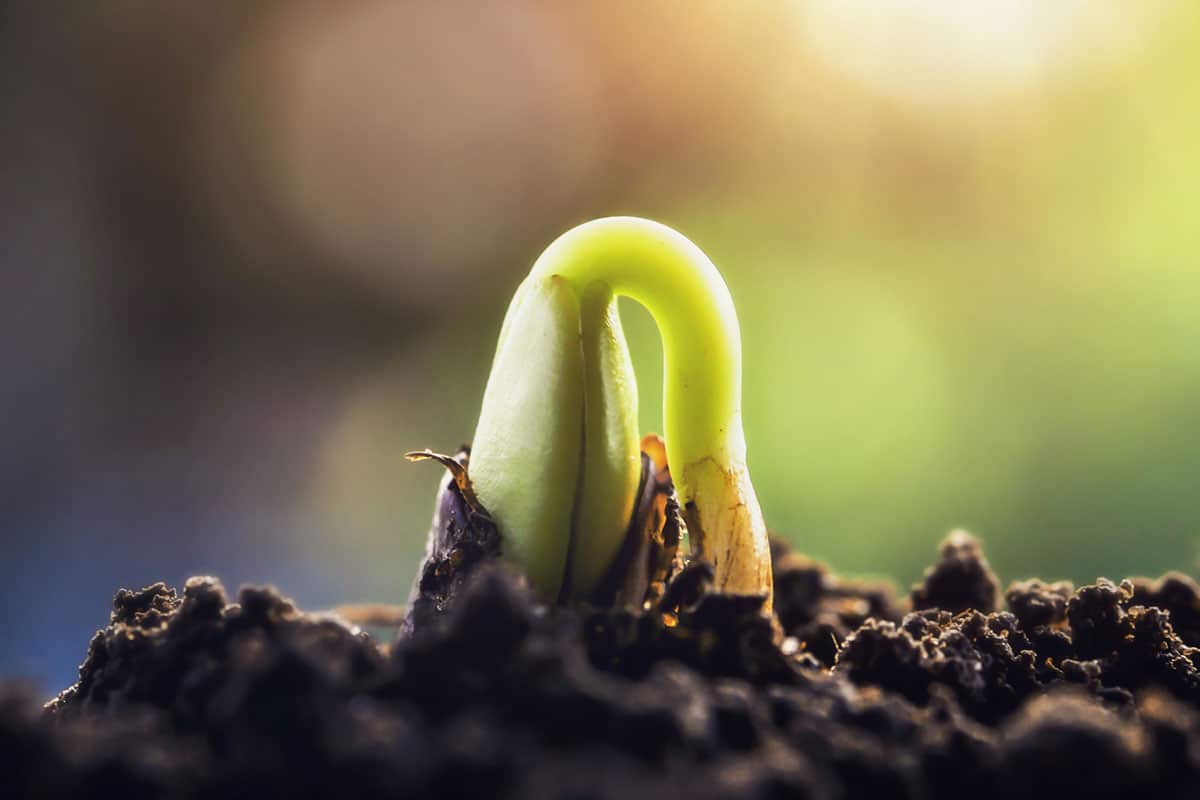 Cannabis Hemp Sprouting - A New Way Forward