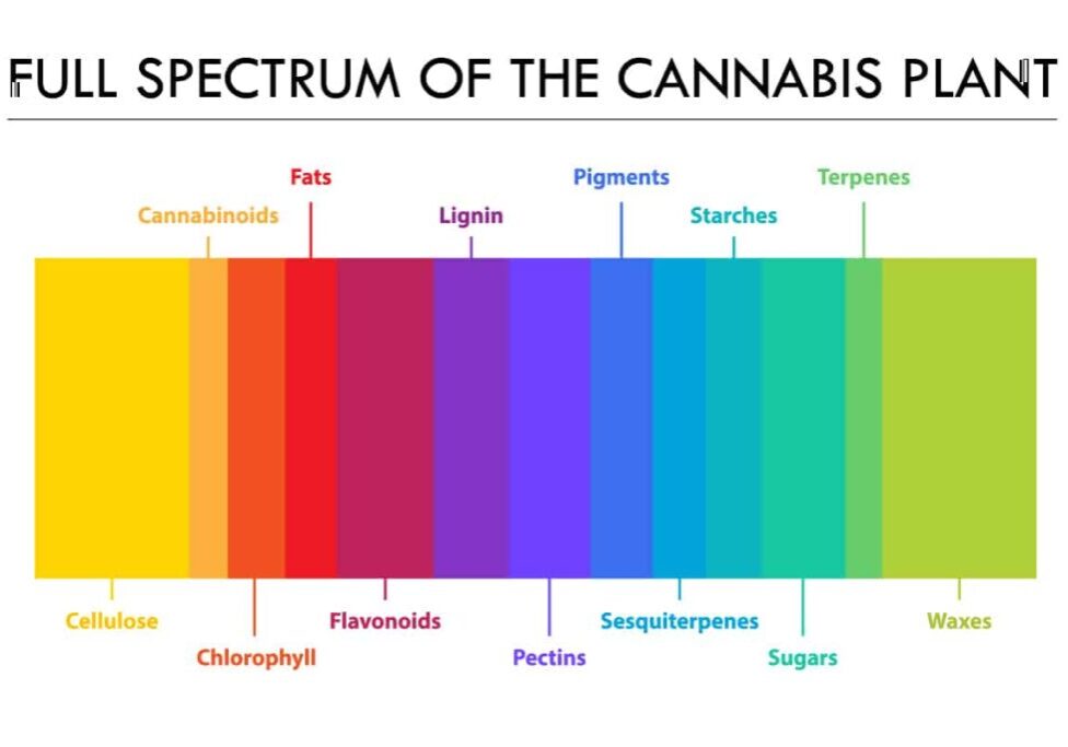 Why the Best CBD for Anxiety is Made From True Full Spectrum Extracts