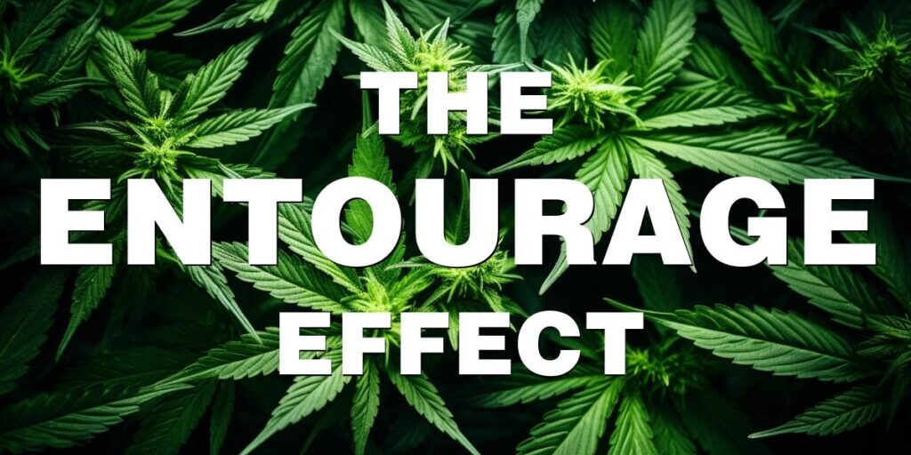 CBD Entourage Effect: The Magic Behind the Medicine